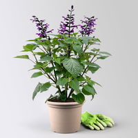 Ziersalbei purpurlila, Topf-Ø 21 cm, Höhe ca. 40 cm