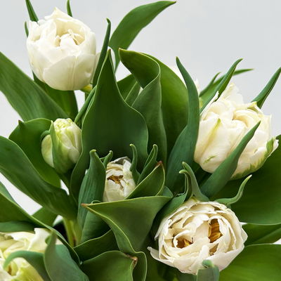 Tulpe, weiß, gefüllt, vorgetrieben, Topf-Ø 15 cm, 3 Pflanzen