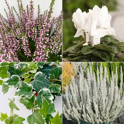 Grabbepflanzung Herbst weiß-lila, 12 Pflanzen Grabbepflanzung Herbst weiß-lila, 12 Pflanzen