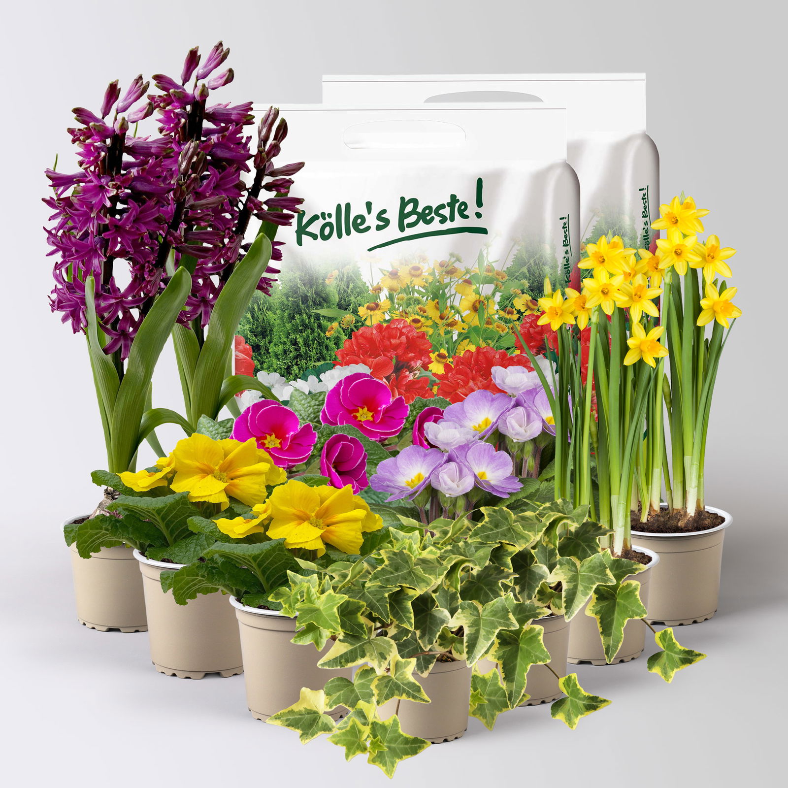 Pflanzenkreation Frühlingsduft, 12 Pflanzen inkl. Erde Pflanzenkreation Frühlingsduft, 12 Pflanzen inkl. Erde