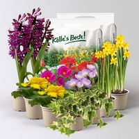 Pflanzenkreation Frühlingsduft, 12 Pflanzen inkl. Erde Pflanzenkreation Frühlingsduft, 12 Pflanzen inkl. Erde