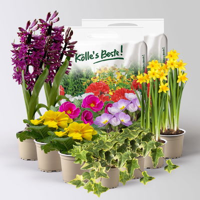 Pflanzenkreation Frühlingsduft, 12 Pflanzen inkl. Erde Pflanzenkreation Frühlingsduft, 12 Pflanzen inkl. Erde