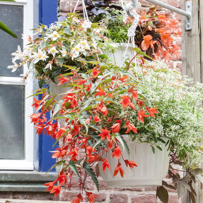 Begonie 'SUMMERWINGS™ White' weiß, Topf-Ø 13 cm, 6er-Set Begonie 'SUMMERWINGS™ White' weiß, Topf-Ø 13 cm, 6er-Set