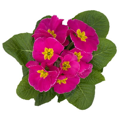 Primel rosa, Topf-Ø 10,5 cm, 8 Pflanzen Primel rosa, Topf-Ø 10,5 cm, 8 Pflanzen