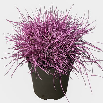 Blauschwingel rosa gefärbt, Topf-Ø 11 cm Ø, 6er-Set Blauschwingel rosa gefärbt, Topf-Ø 11 cm Ø, 6er-Set