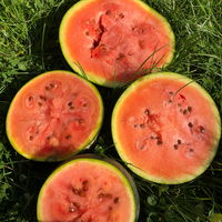 Wassermelone 'Blacktail Mountain', Demeter, rosa, 12 Samen