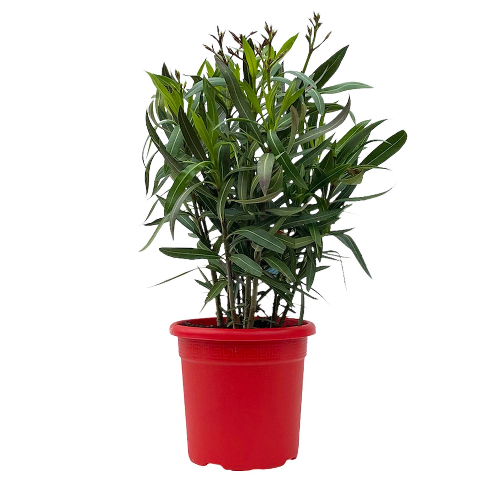 Oleander, Farbe zufällig, Busch, Topf-Ø 18 cm, Höhe ca. 50 cm