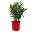 Oleander, Farbe zufällig, Busch, Topf-Ø 18 cm, Höhe ca. 50 cm
