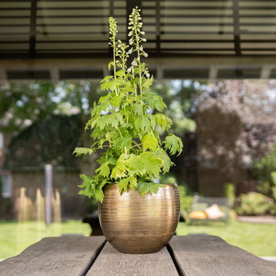 Kölle Pflanzgefäß 'Rowen', gold, ca. Ø 31 x H 28 cm