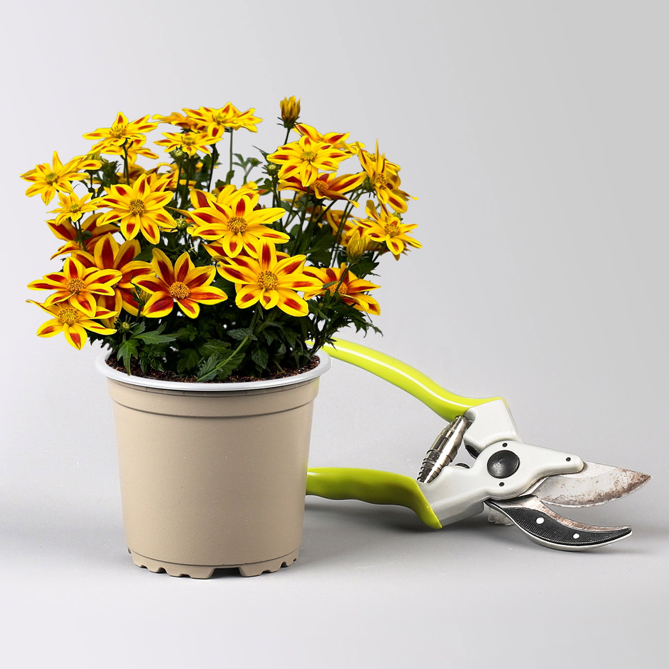 Pflanzenkreation 'Insektenbuffet', lila-gelb-weiß, 12 Pflanzen + Erde + Dünger