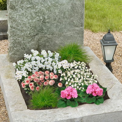 Grabbepflanzung Frühling rosa-weiß, 12 Pflanzen Grabbepflanzung Frühling rosa-weiß, 12 Pflanzen