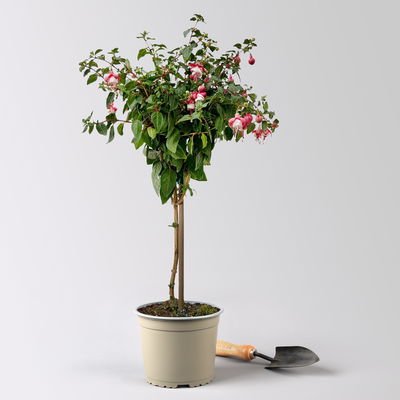 Fuchsie, Stamm, Farbe zufällig, Topf-Ø 17 cm, Höhe ca. 70 cm Fuchsie, Stamm, Farbe zufällig, Topf-Ø 17 cm, Höhe ca. 70 cm
