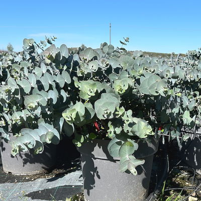 Eukalyptus 'Silver Dollar', Topf-Ø 27 cm