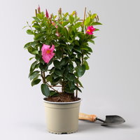 Dipladenie, rosa, Spalier, Topf-Ø 17 cm, Höhe ca. 50 cm, 2 Pflanzen