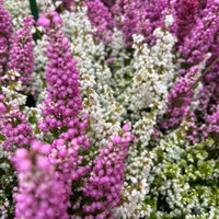 Glockenheide 'Duo', rosa-weiß, Topf-Ø 11 cm, 6 Pflanzen Glockenheide 'Duo', rosa-weiß, Topf-Ø 11 cm, 6 Pflanzen