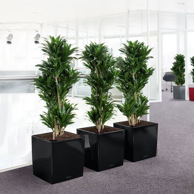 Lechuza 'Cube 40', schwarz, ca. 39 x 39 x H 40 cm Lechuza 'Cube 40', schwarz, ca. 39 x 39 x H 40 cm