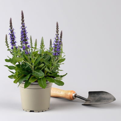 Steppensalbei  'Sensation Deep Blue®' blau, Topf-Ø 12 cm, 6er-Set