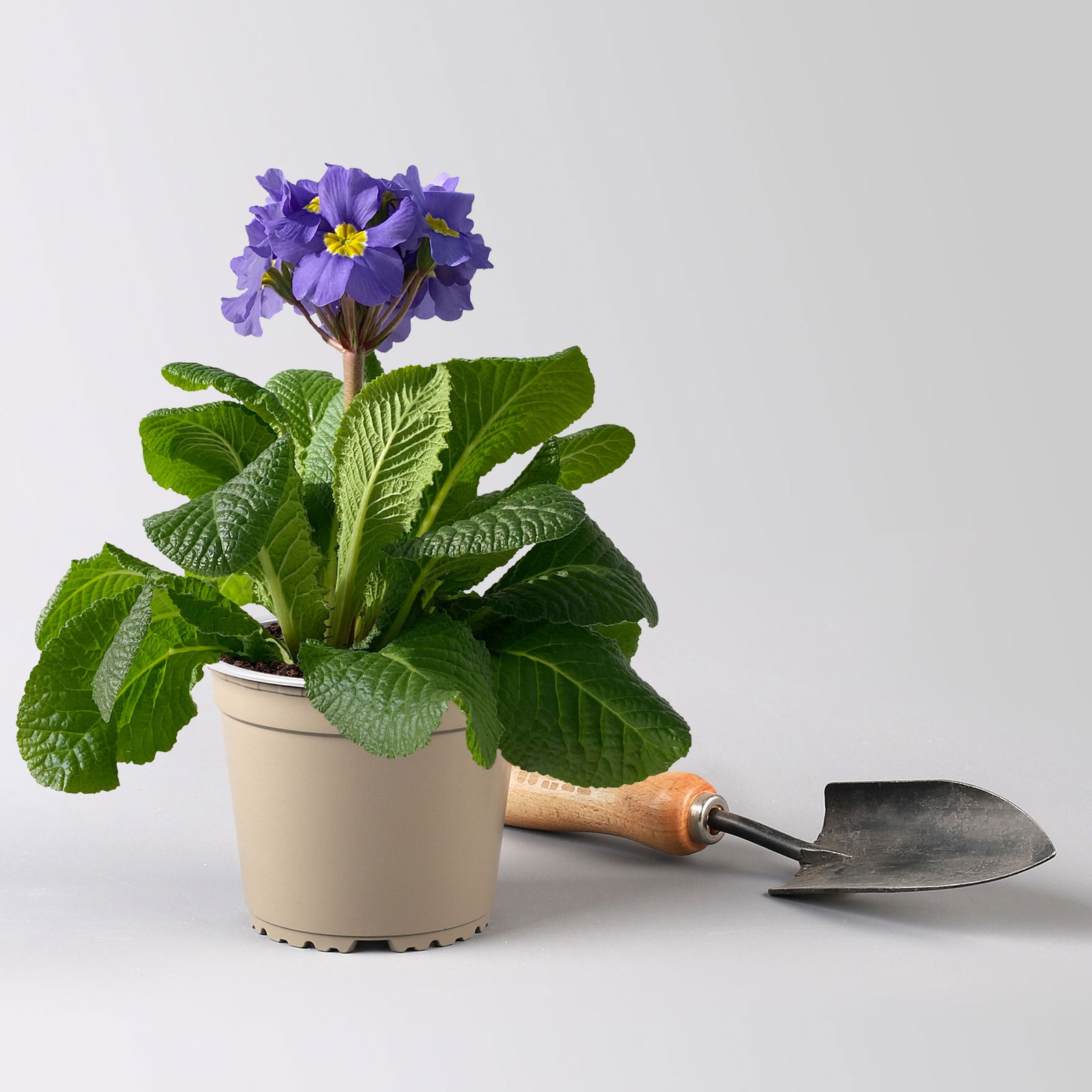 Hohe Schlüsselblume 'Inara® Blue', blau-violett, Topf-Ø 13 cm, 6 Pflanzen Hohe Schlüsselblume 'Inara® Blue', blau-violett, Topf-Ø 13 cm, 6 Pflanzen