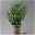 Kölle Kirschlorbeer 'Etna'®, 8er-Set, Höhe 60-80 cm, Topf 15 Liter