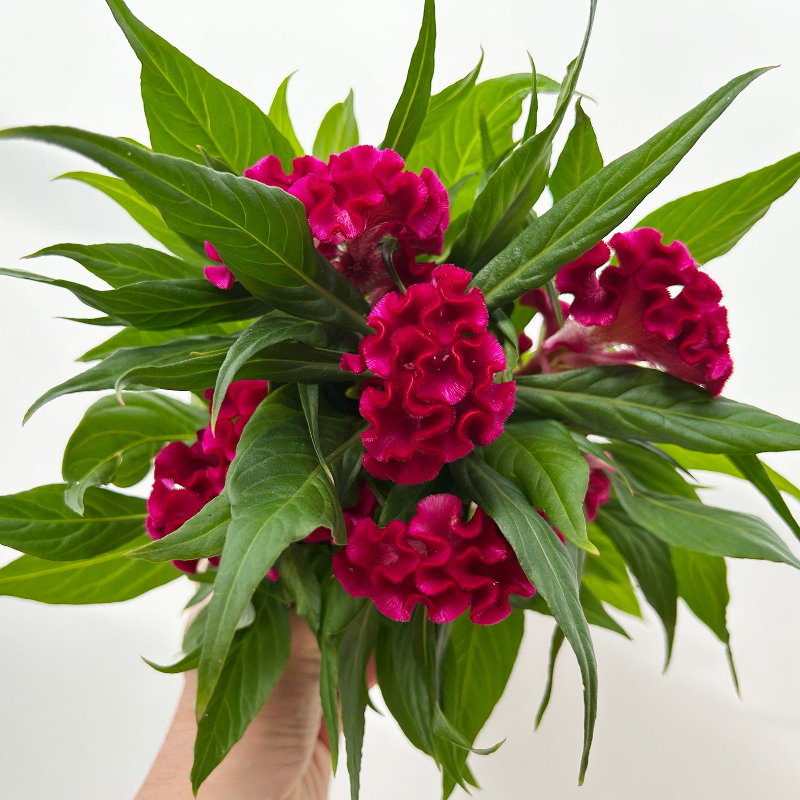 Celosia 'Tasty Twist Mix', Farben zufällig, Topf-Ø 12 cm, 6 Pflanzen Celosia 'Tasty Twist Mix', Farben zufällig, Topf-Ø 12 cm, 6 Pflanzen