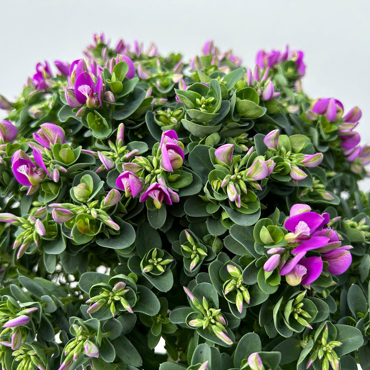 Kreuzblume 'Bibi Pink', rosa-violett, Topf-Ø 24 cm