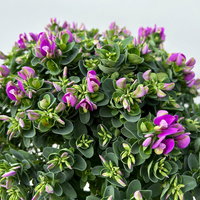 Kreuzblume 'Bibi Pink', rosa-violett, Topf-Ø 24 cm