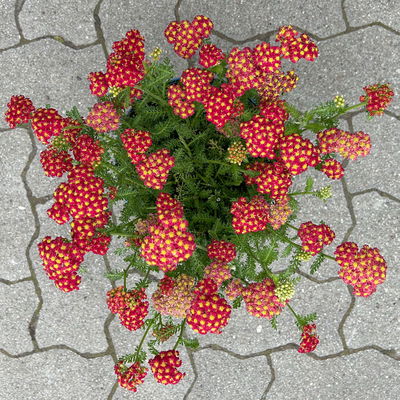 Kölles Beste Garten-Schafgarbe 'Paprika' rot, 19 cm Topf
