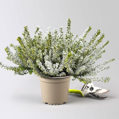 Pflanzenkreation Winterweiß, 8 Pflanzen + Lichterkette + Erde Pflanzenkreation Winterweiß, 8 Pflanzen + Lichterkette + Erde