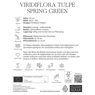 Kölles Beste Viridiflora Tulpen Spring Green weiß/grün gestreift, 7 Stück
