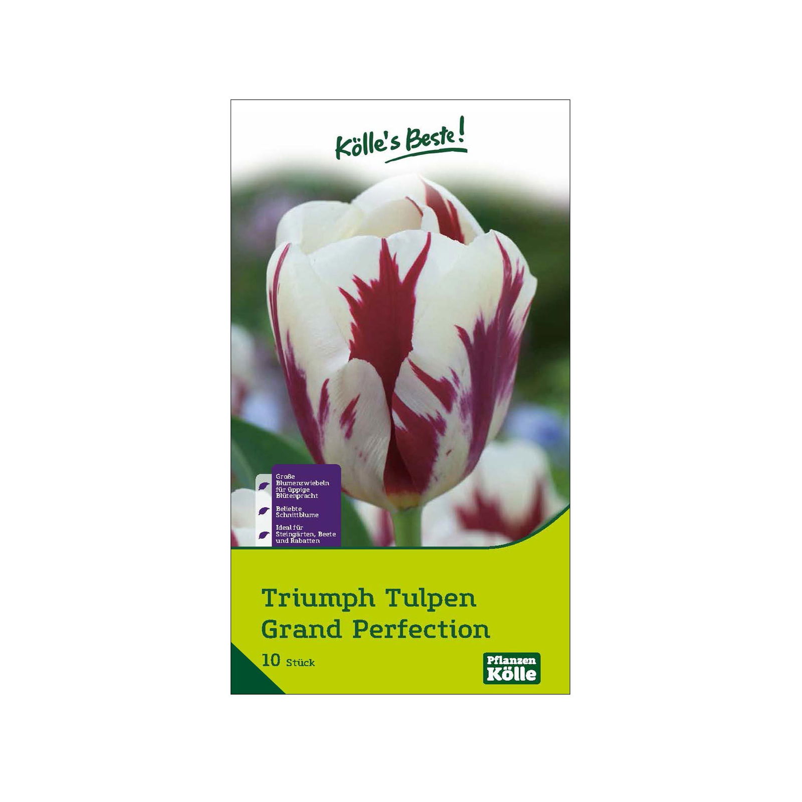 Triumph Tulpen 'Grand Perfecition', rot, weiß, Größe 11/12, 10 Blumenzwiebeln