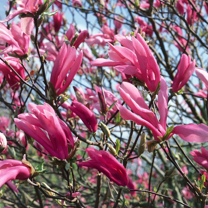 3erSet Magnolien jetzt bei PflanzenKölle kaufen