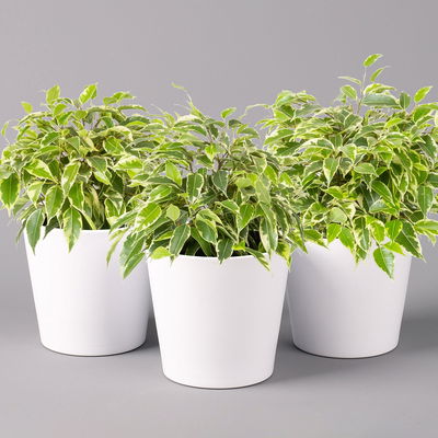 Birkenfeige 'Kinky' in Keramiktopf weiß, Topf-Ø 12 cm, Höhe ca. 25 cm, 3er-Set Birkenfeige 'Kinky' in Keramiktopf weiß, Topf-Ø 12 cm, Höhe ca. 25 cm, 3er-Set