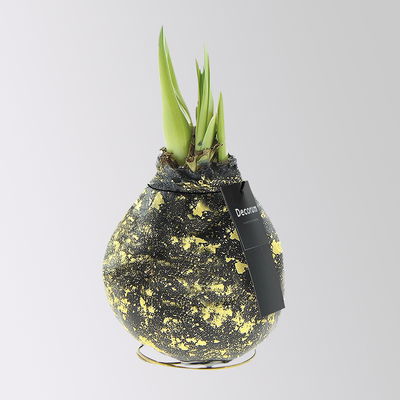 Amaryllis in Wachs, Dekor 'Galaxy Black', Blüte rot Amaryllis in Wachs, Dekor 'Galaxy Black', Blüte rot