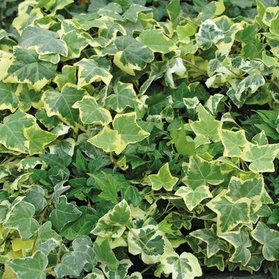 Efeu in bunten Sorten, 6er-Set, 13 cm Ø Topf