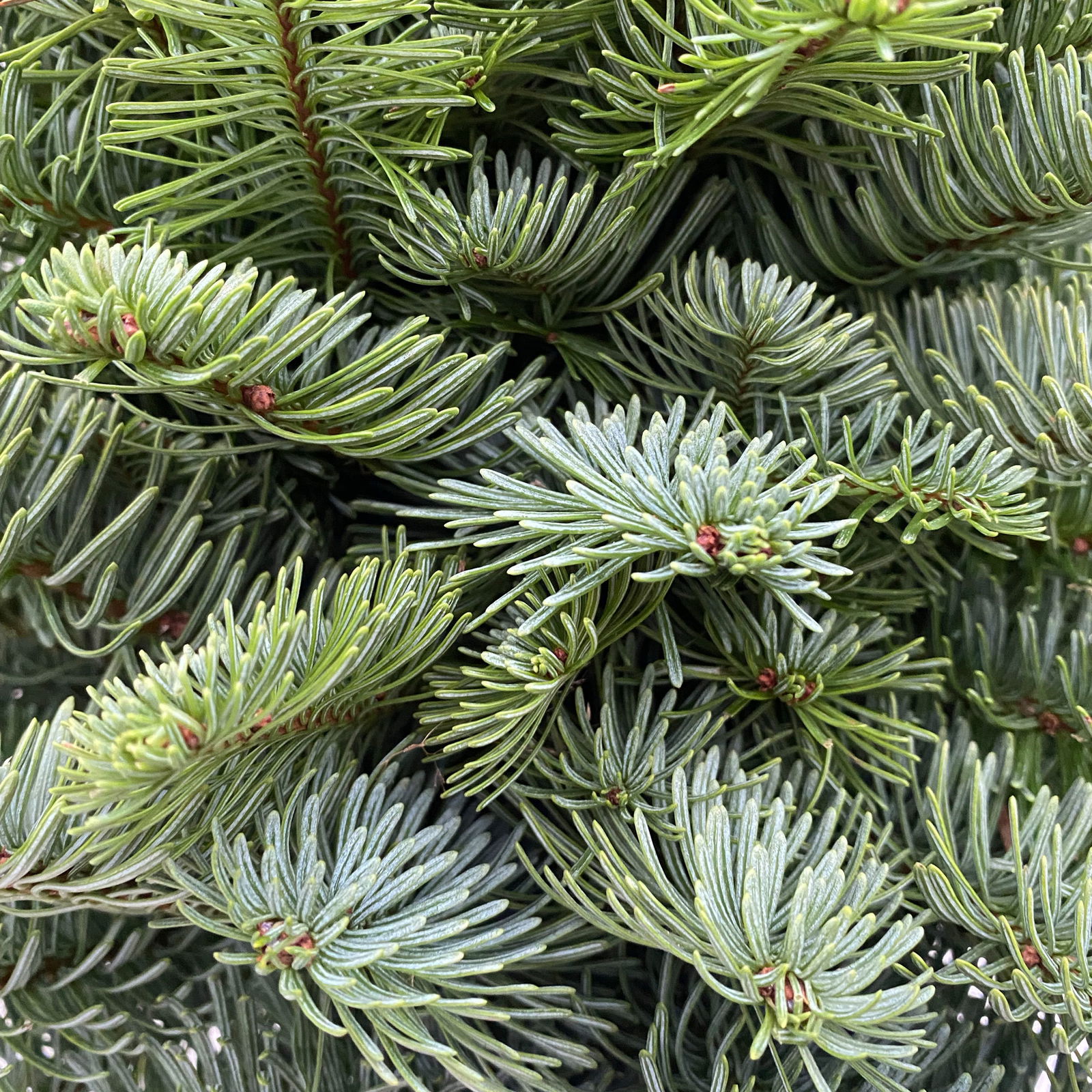 gebundener Baum aus echter Nobilistanne auf Stamm, Höhe ca. 80 cm