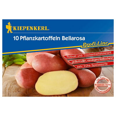 10 Stück Pflanzkartoffel 