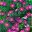 Storchenschnabel - Rosenbegleitstaude