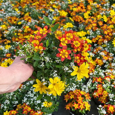 Mixtopf mit Goldmarie und Schneewolke, weiß-gelb, Topf-Ø 12 cm, 6 Pflanzen