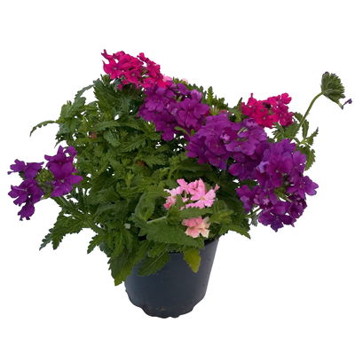 Eisenkraut 'Trio' bunt, Topf-Ø 12 cm, 6 Stück