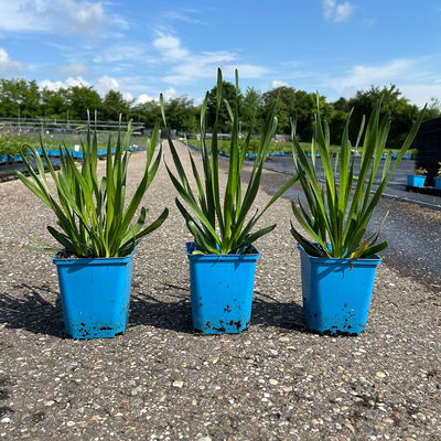 Bio Zierlauch 'Summer Beauty', hell violett, Topf 11x11 cm, 3 Pflanzen Bio Zierlauch 'Summer Beauty', hell violett, Topf 11x11 cm, 3 Pflanzen