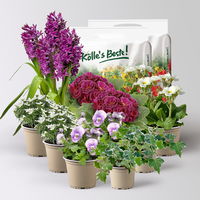 Pflanzenkreation Frühlingsblüten, 12 Pflanzen inkl. Erde