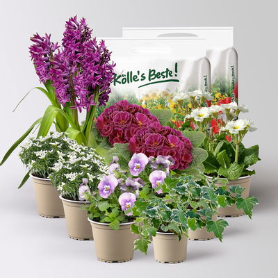 Pflanzenkreation Frühlingsblüten, 12 Pflanzen inkl. Erde