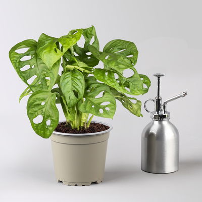 Monstera adansonii, Topf-Ø 12 cm, Höhe ca. 25 cm, 3 Pflanzen