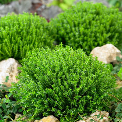 Hebe 'Green Globe', Topf-Ø 12cm, 6er-Set