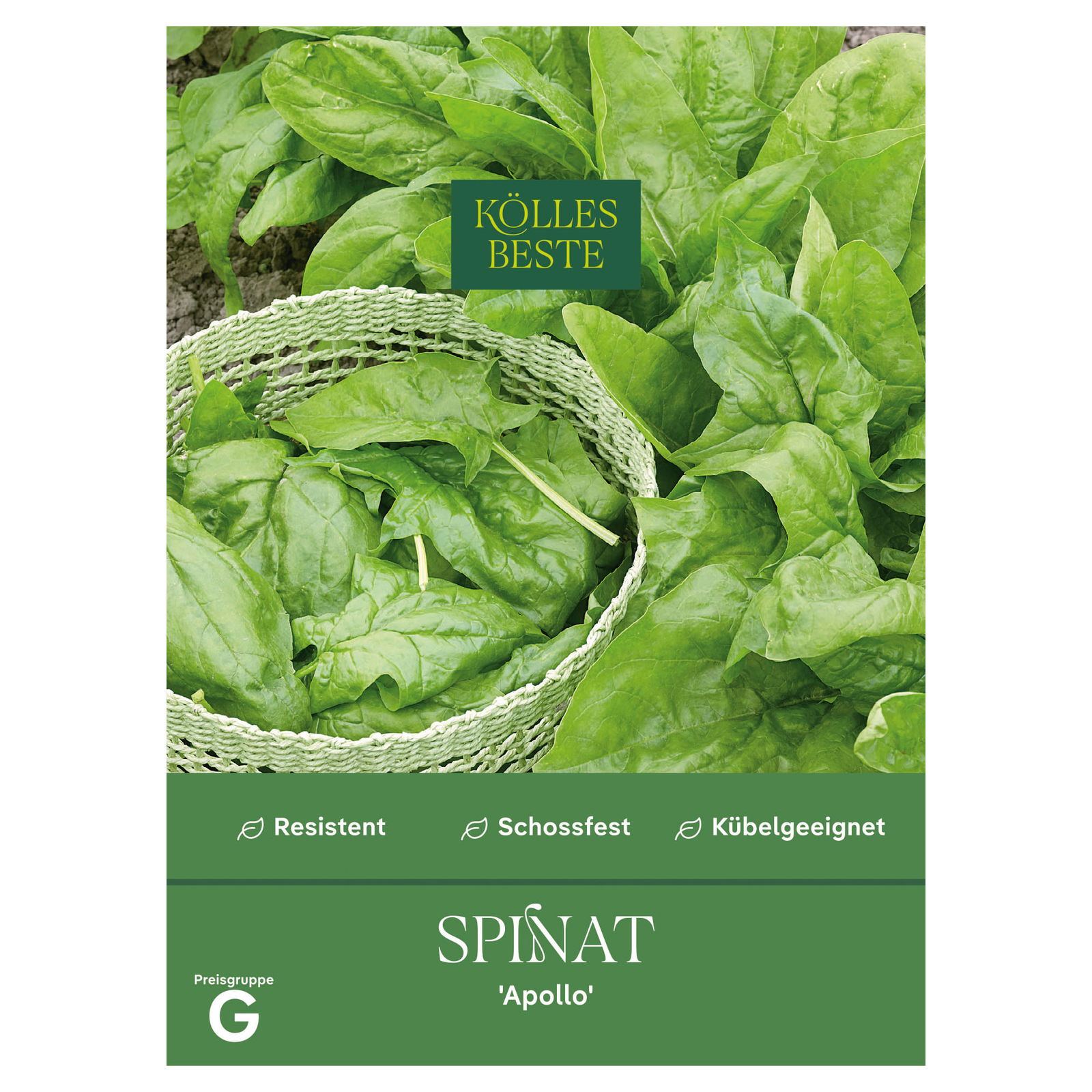 Kölles Beste Saatgut Spinat 'Apollo', grün