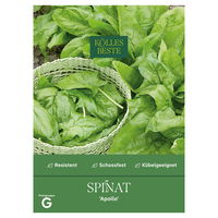 Kölles Beste Saatgut Spinat 'Apollo', grün