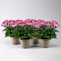 Chrysanthemen 'Rainbow Passion' pink-weiß, Topf-Ø 14 cm, 4 Pflanzen