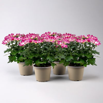 Chrysanthemen 'Rainbow Passion' pink-weiß, Topf-Ø 14 cm, 4 Pflanzen Chrysanthemen 'Rainbow Passion' pink-weiß, Topf-Ø 14 cm, 4 Pflanzen
