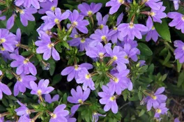 Fächerblume Fächerblume