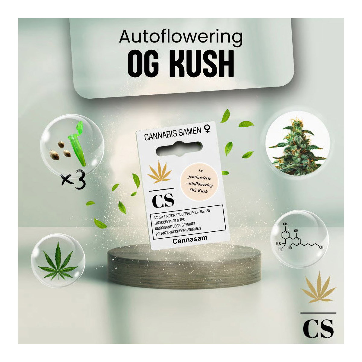 Cannabis Saatgut Hanf 'OG Kush Auto'